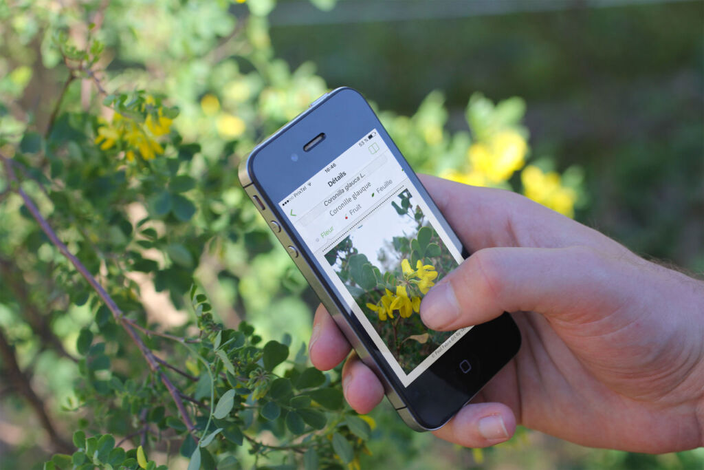 Pl@ntNet, the app created by researchers in Montpellier to identify plants  - University of Montpellier