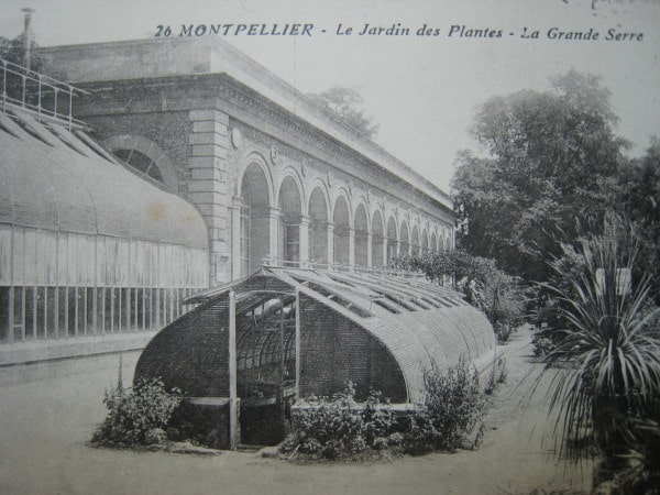 Jardin des Plantes  Montpellier Tourisme