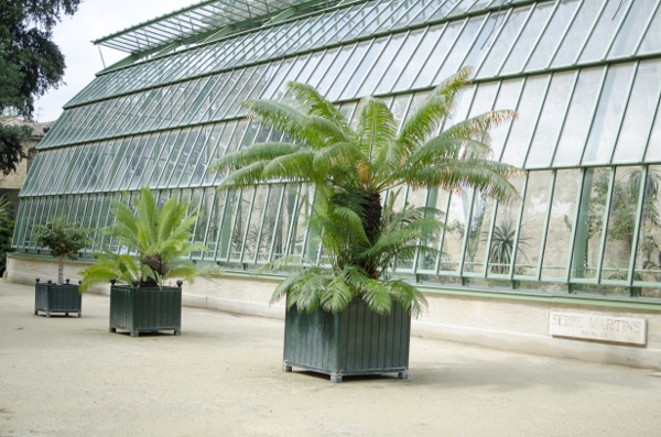 Jardin des Plantes  Montpellier Tourisme