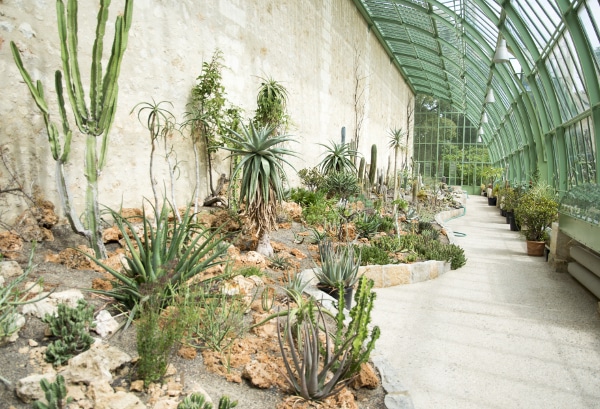 Jardin des Plantes  Montpellier Tourisme